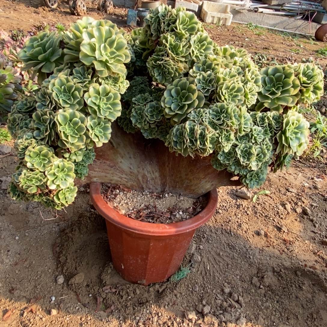 A***a无花朵绿豆沙朵朵缀