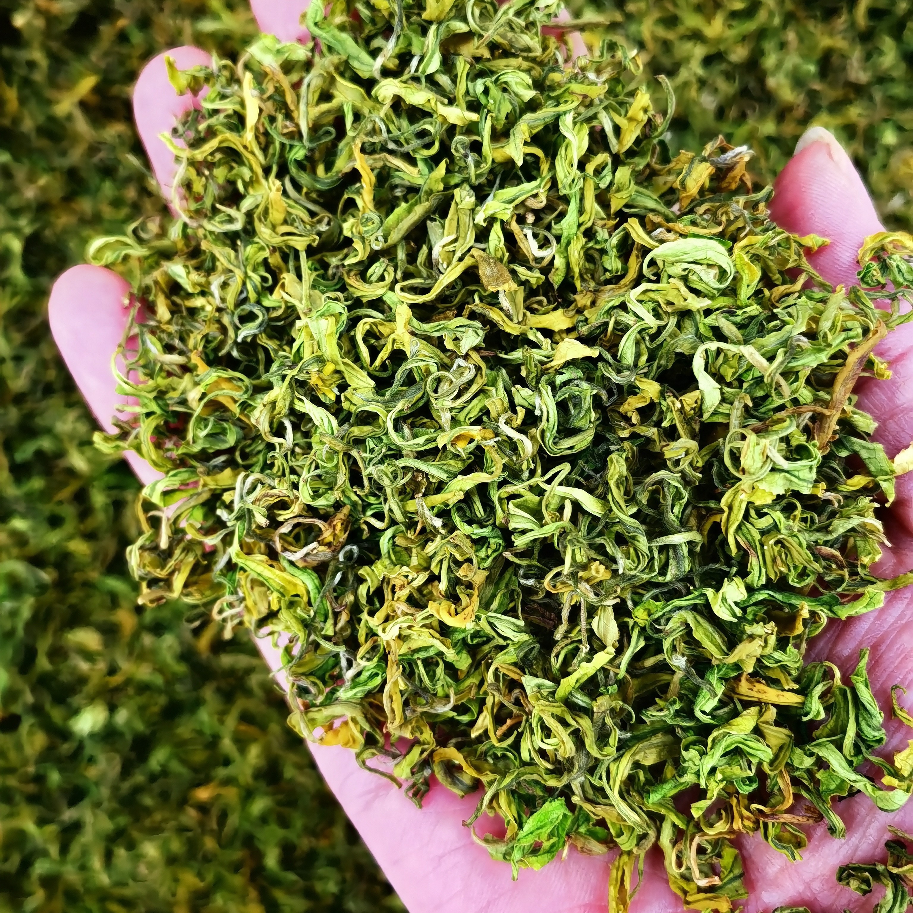 2025年，新茶，明前， 高山手工皇金奶白茶。