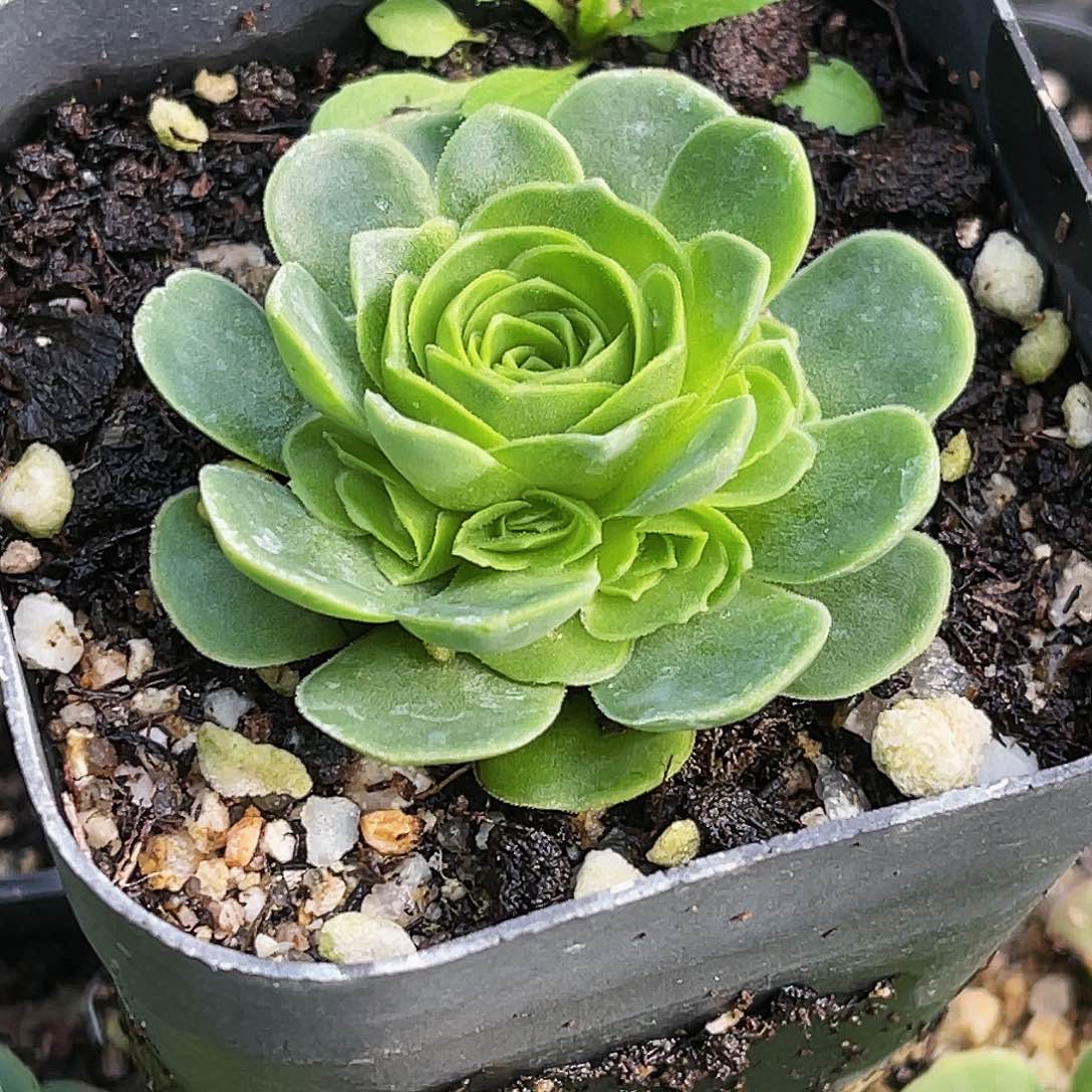 阿森纳手捧花 非偏远包邮多肉