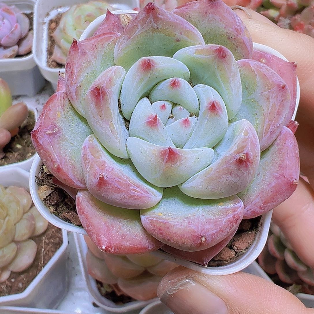 5.5厘米盆白拉糖19包邮