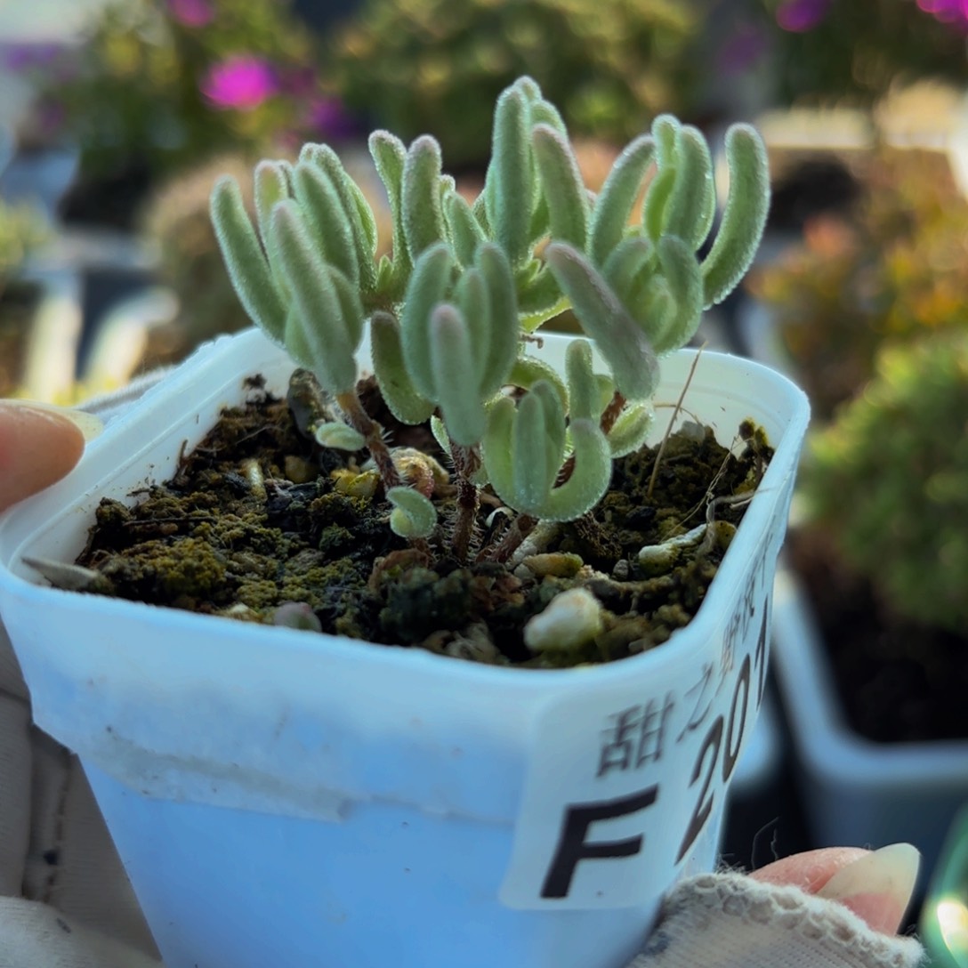 橙叶锦201。         