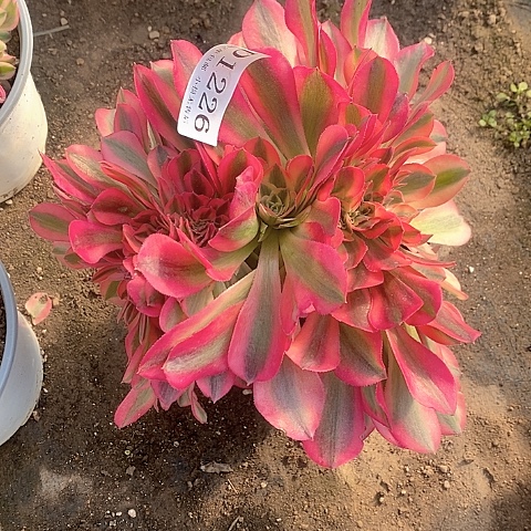 1226鲸落多肉缀化