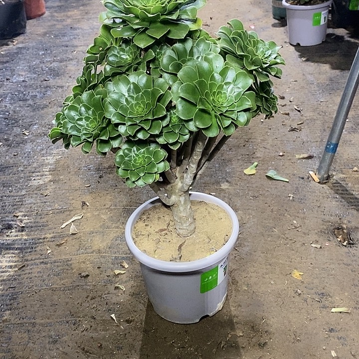 24，嫁接木绿法师135688999999