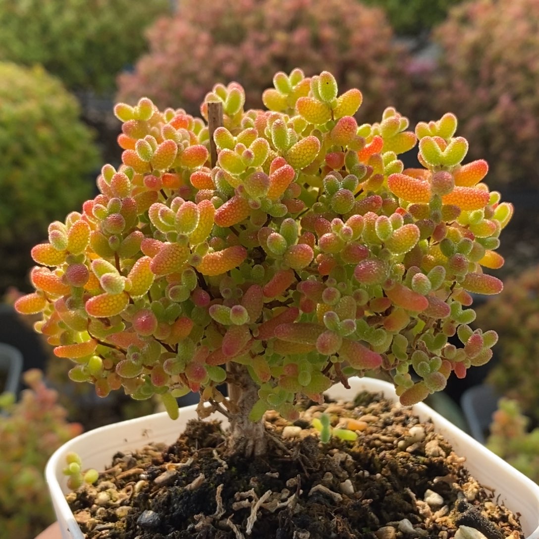 蜜橘糖球2744枝干番杏