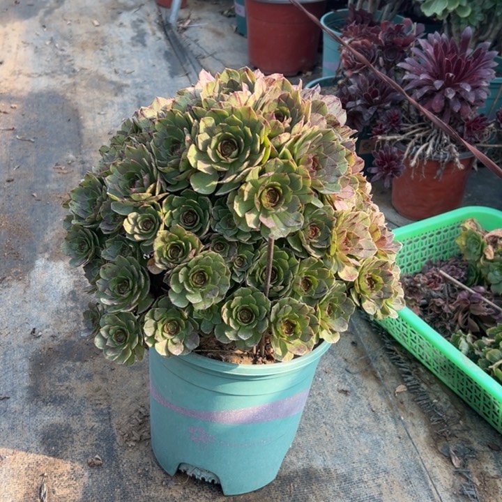 53万圣节拉丝多肉多肉多肉