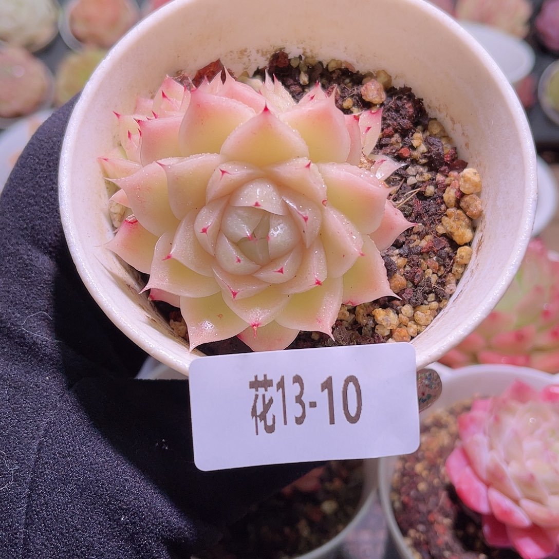 花利美13-10麦秆群