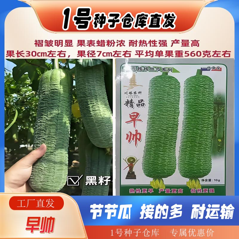 早帅邹皮瓜种子丝瓜种籽早熟高产每株30-60条瓜四季丝瓜种孑春夏