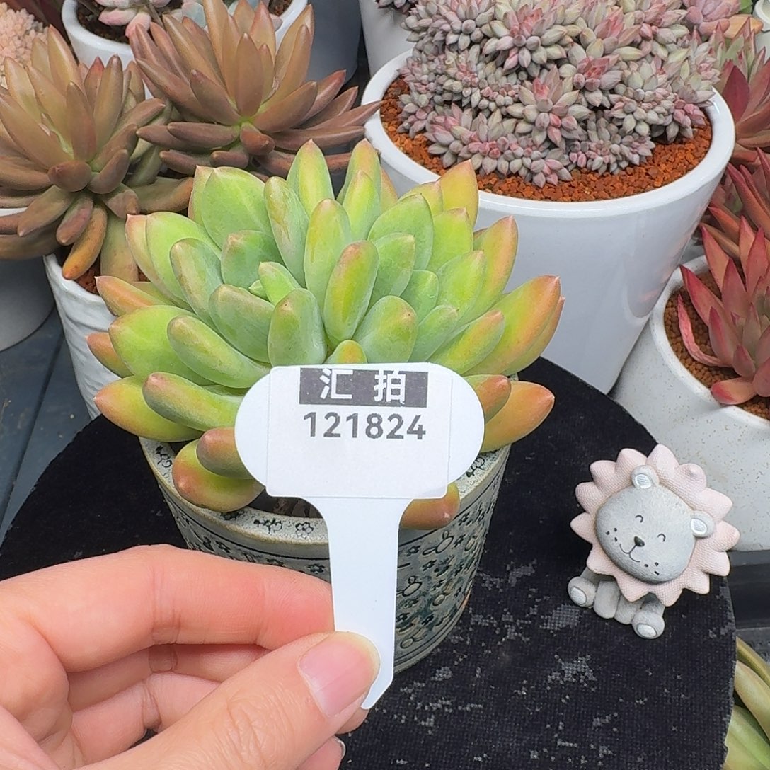 精品多肉植物121824