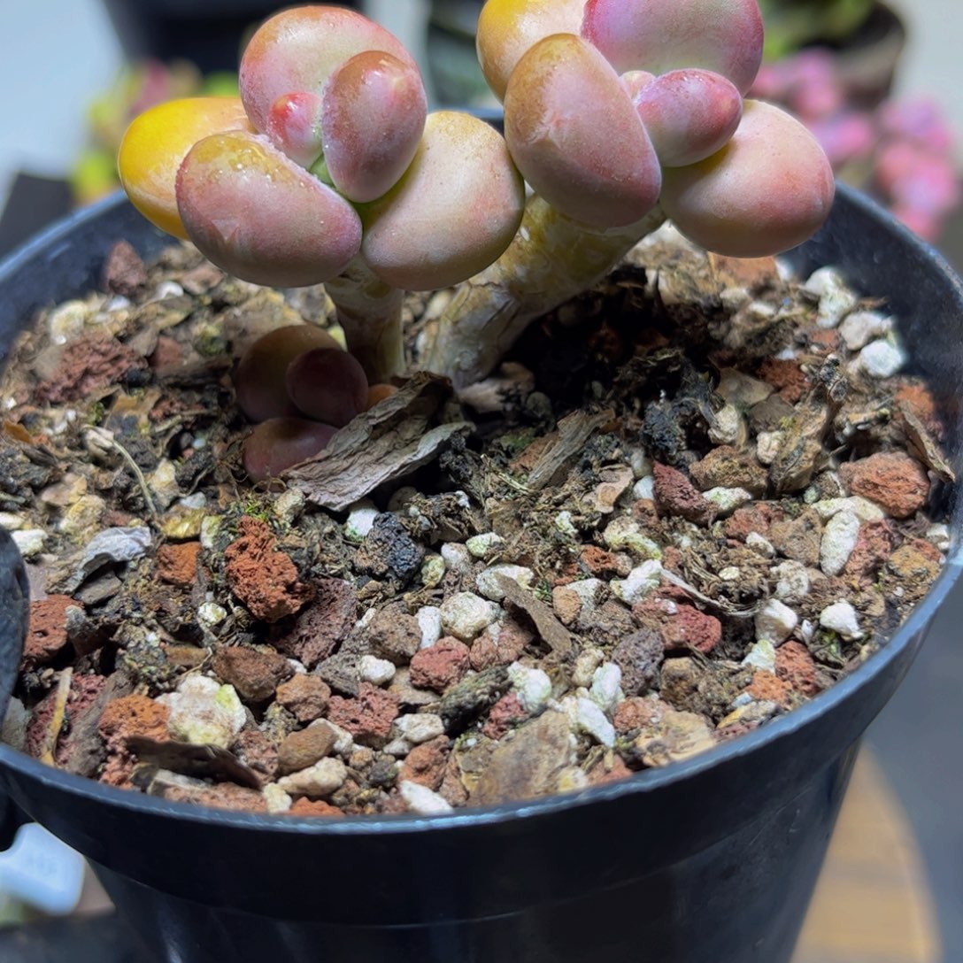 205金色KK奶酪6厘米多肉