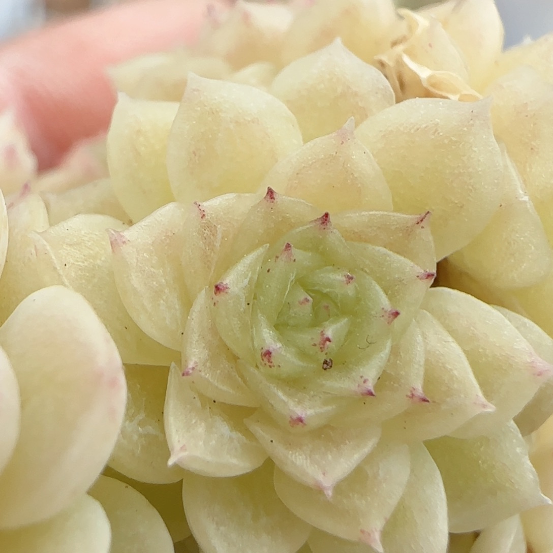 粉***酱【闪购商品】0210-52（ttp-183）散的