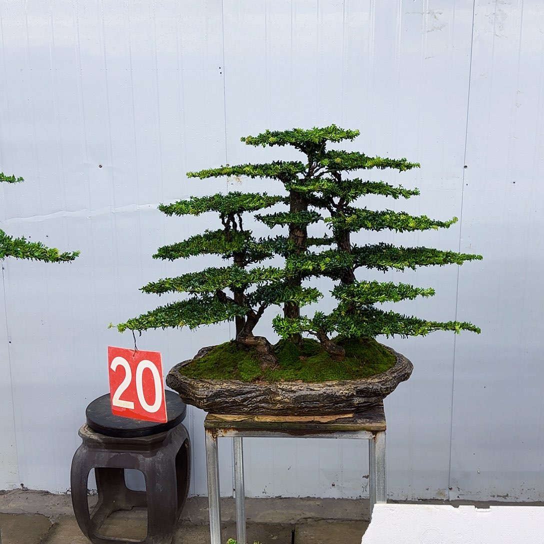 无花朵盆景直播间一物一拍