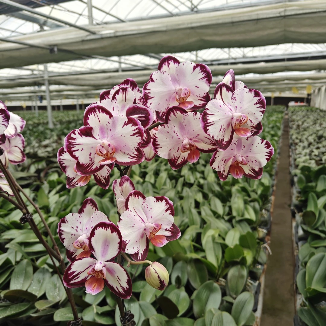 【返祖蝴蝶兰-哈根达斯】3.5寸返祖哈根达斯抽梗苗-有叶损不售后