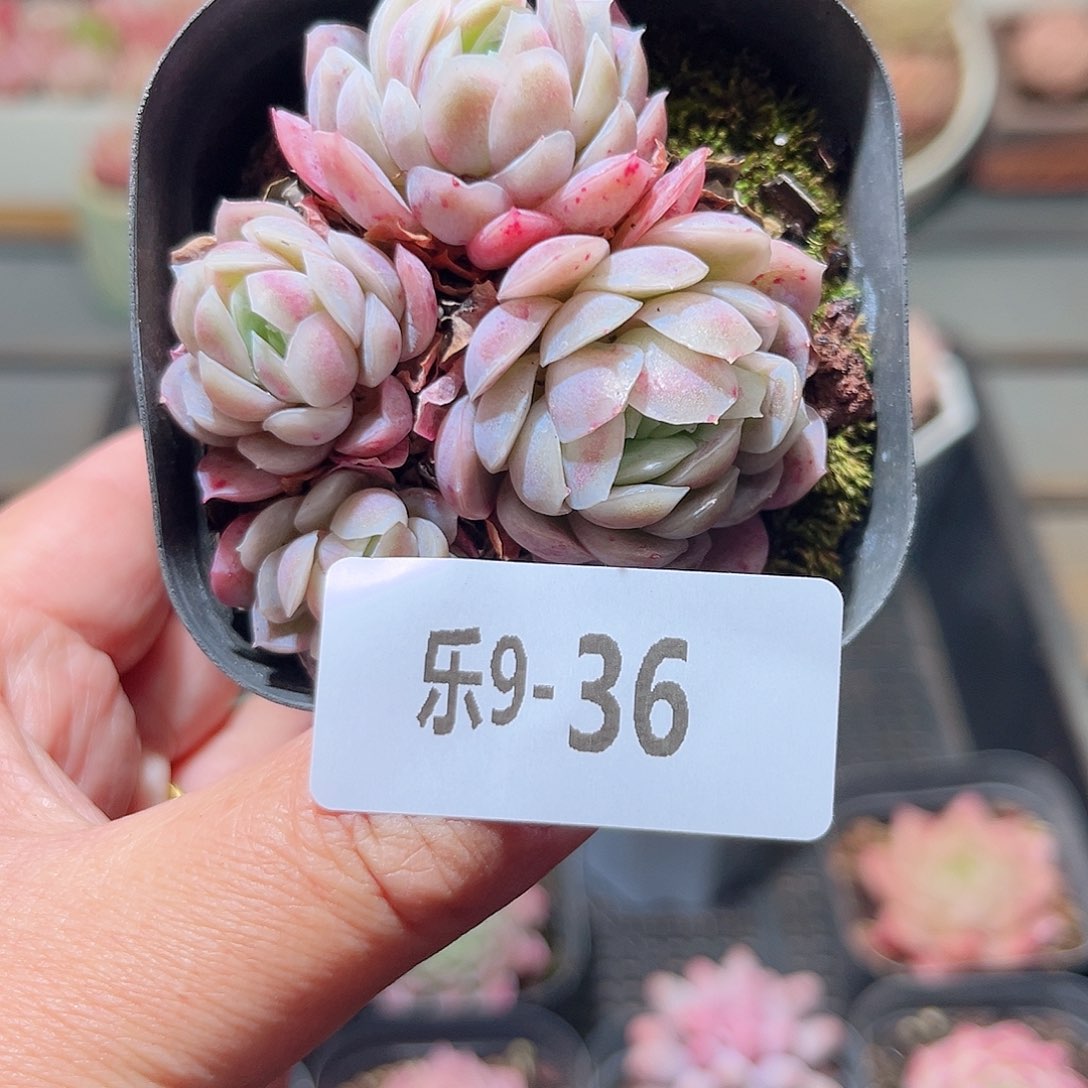 乐9-36 冰梅群不包整
