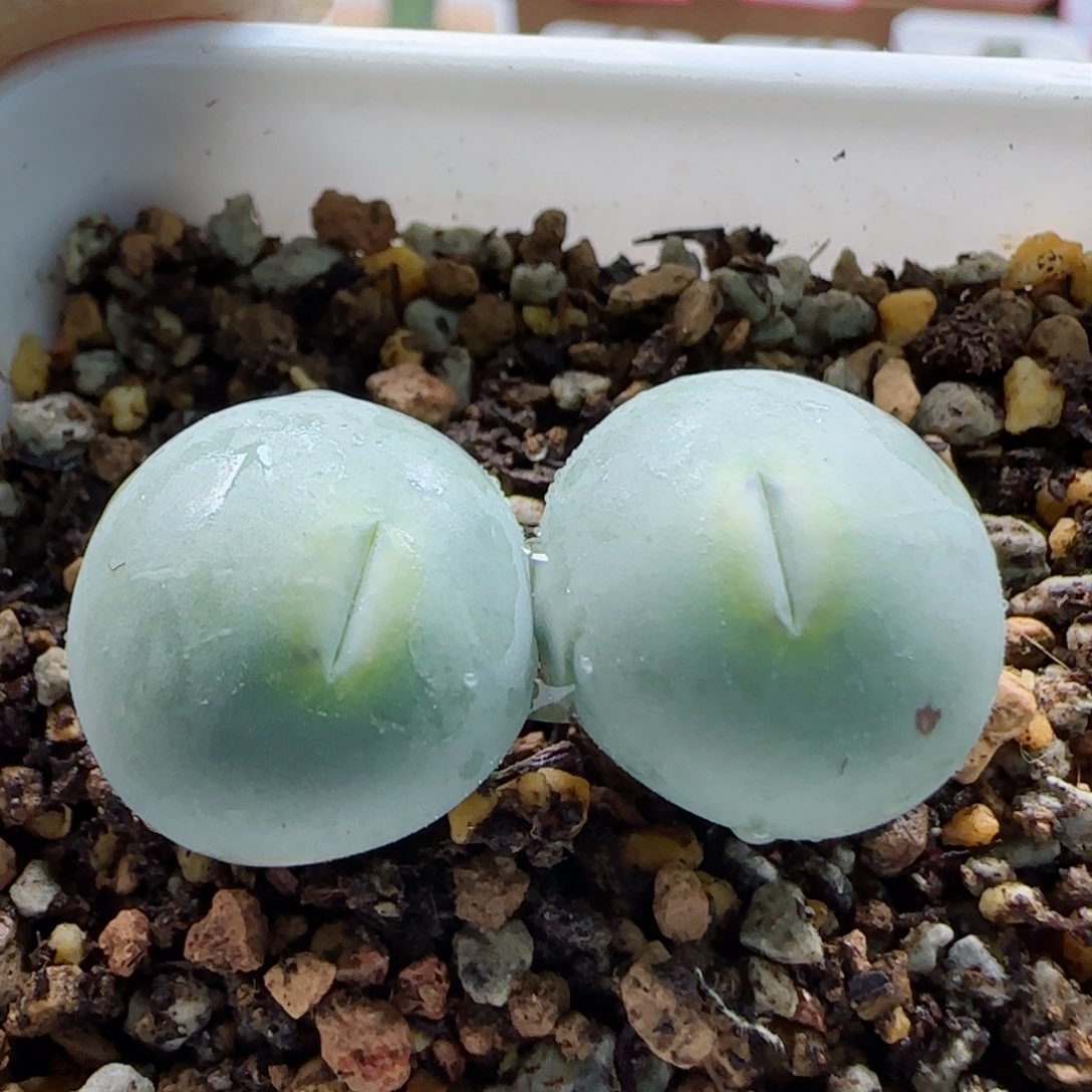 1-13-1-5特选大型嘟嘟韩嘴1.6cm多肉脱土