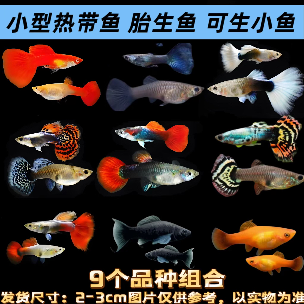 精品孔雀玛丽组合观赏鱼七彩祥云观赏孔雀鱼活体好养耐活适合繁殖