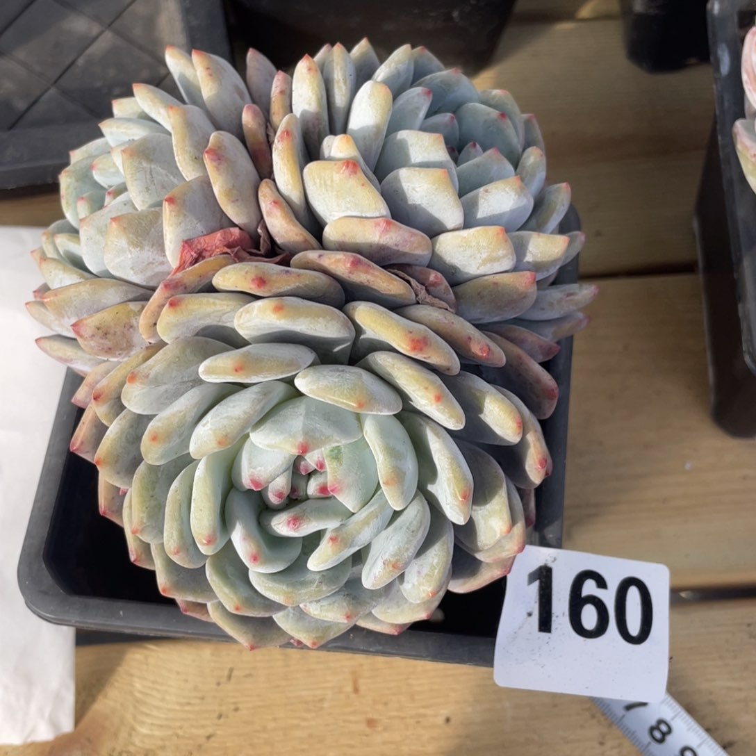 三头星影多肉植物160