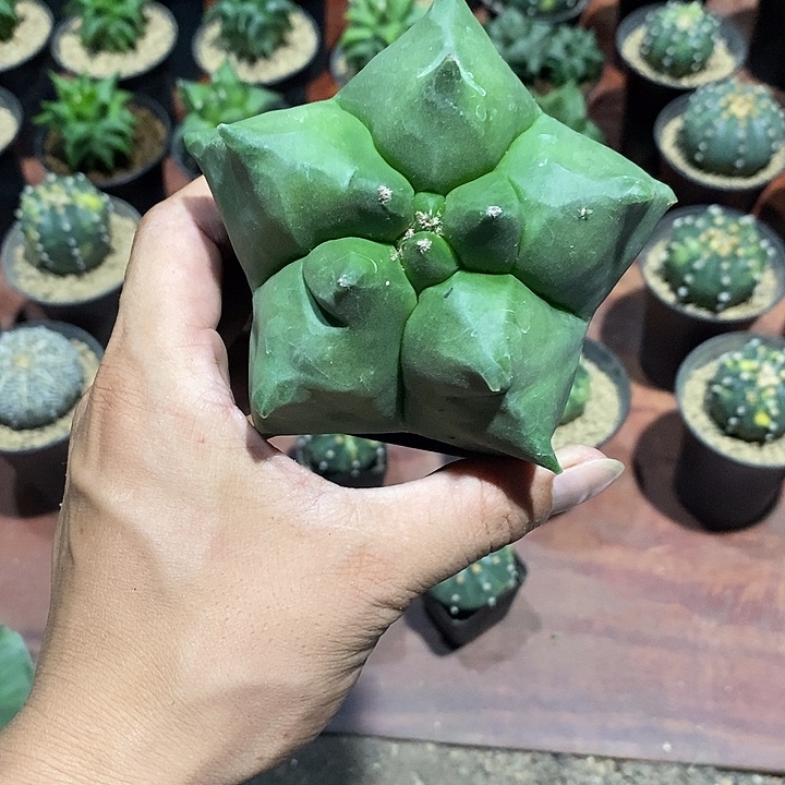 天***朵鸾凤玉实生脱土发货