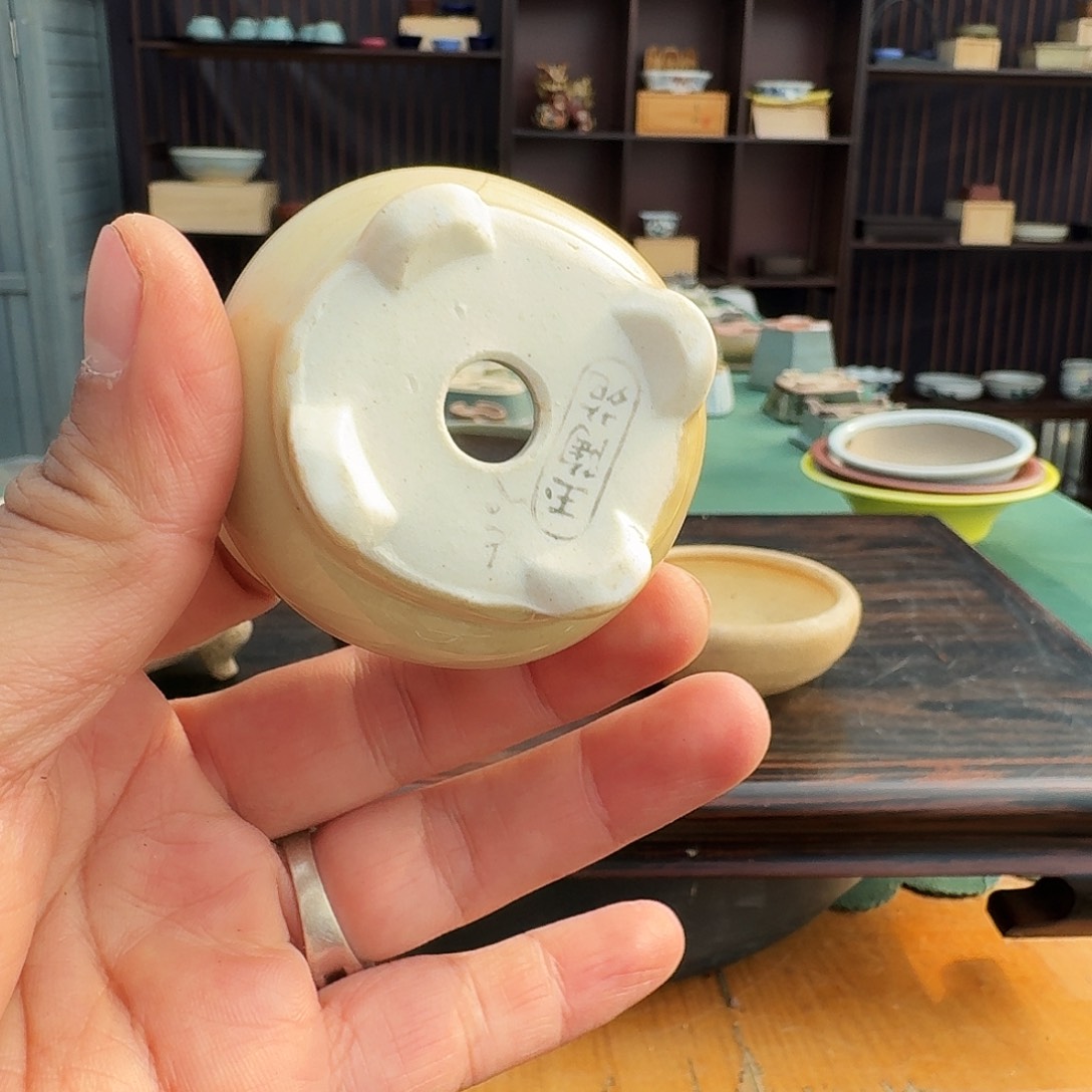 佟***为无花朵进口杜鹃盆栽盆器