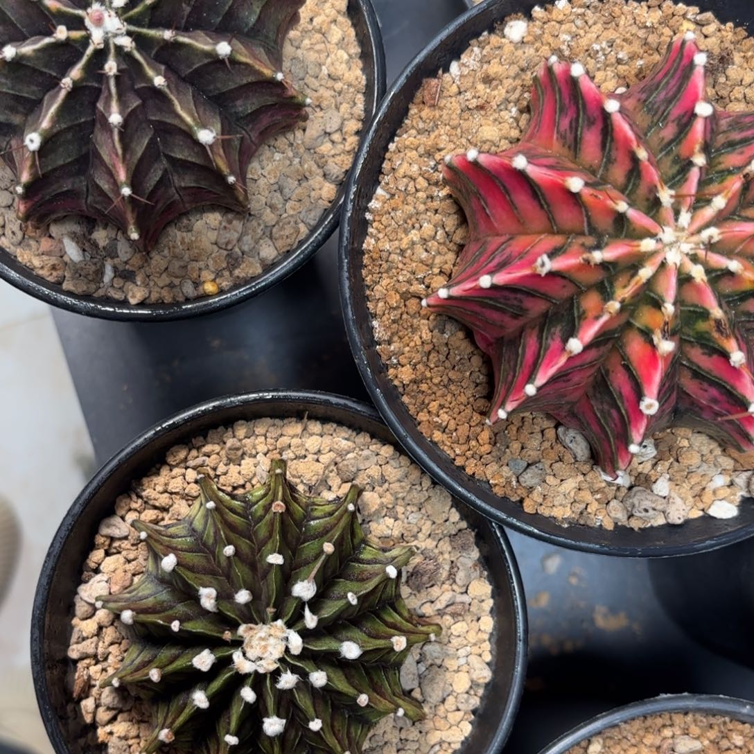 紫***荆泰系米哈仙人球组合瑕疵特价