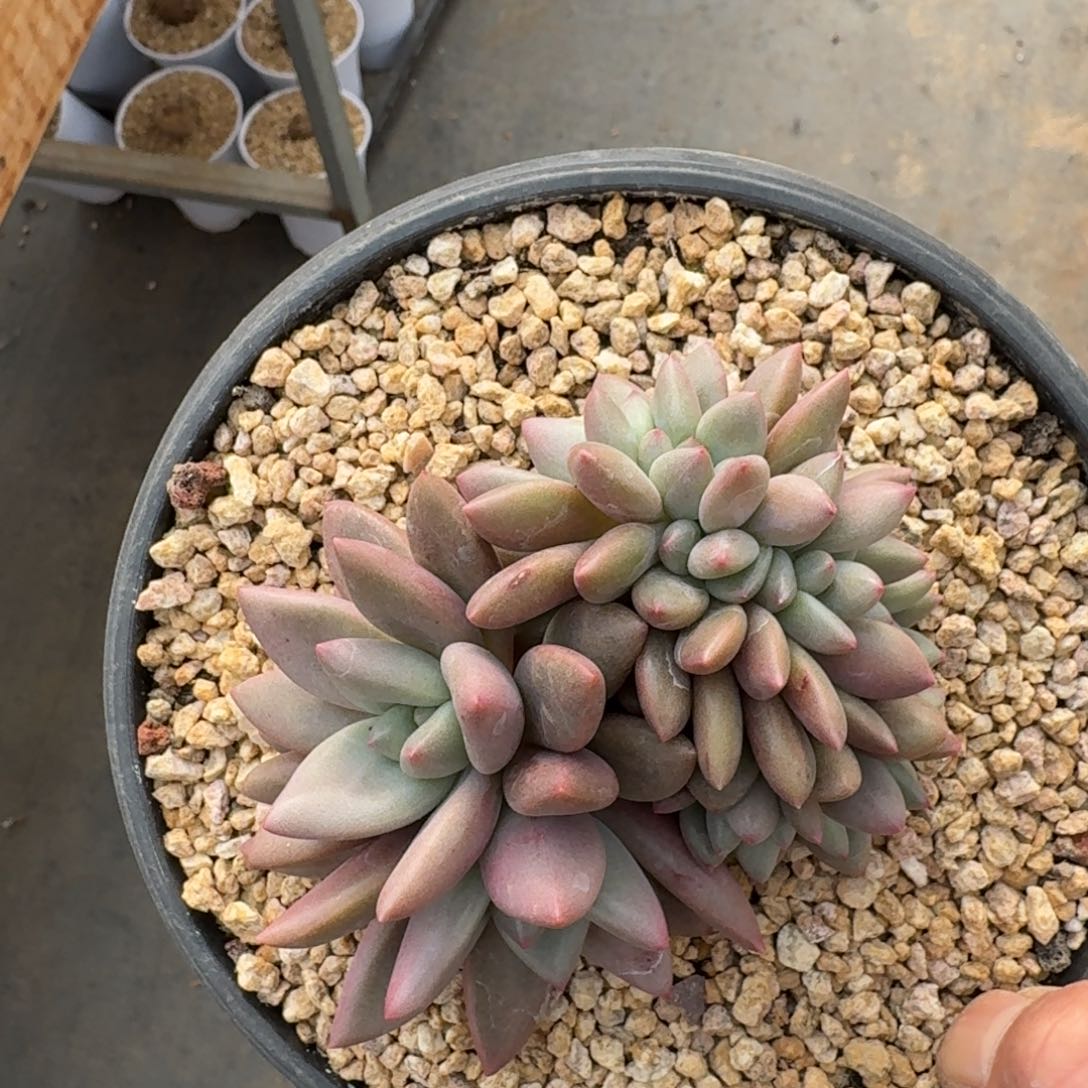 12厘米的尺寸一物一拍