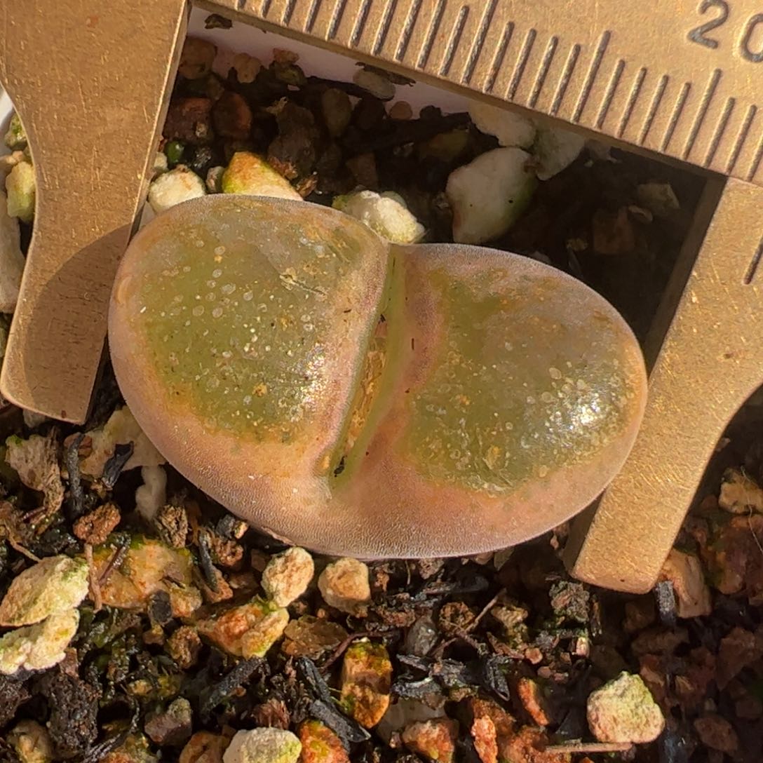 多肉植物百科33号