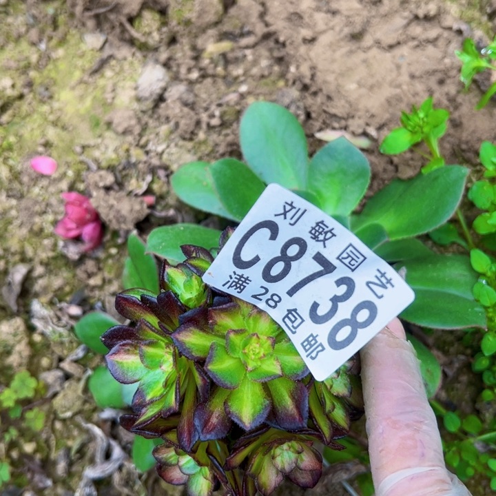 海王无根多肉植物法师8738