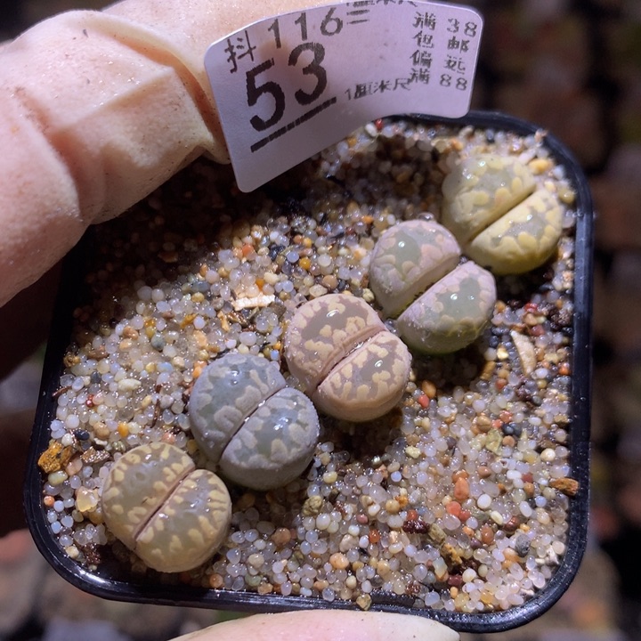 精品生石花116.53