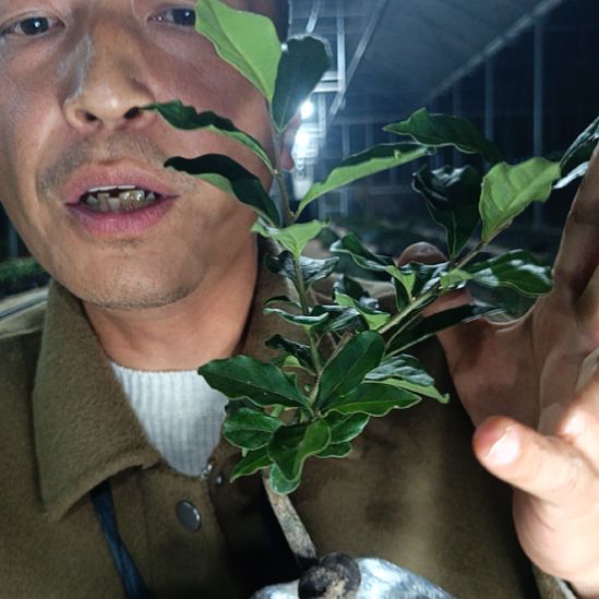 无花朵金弹子金刚082