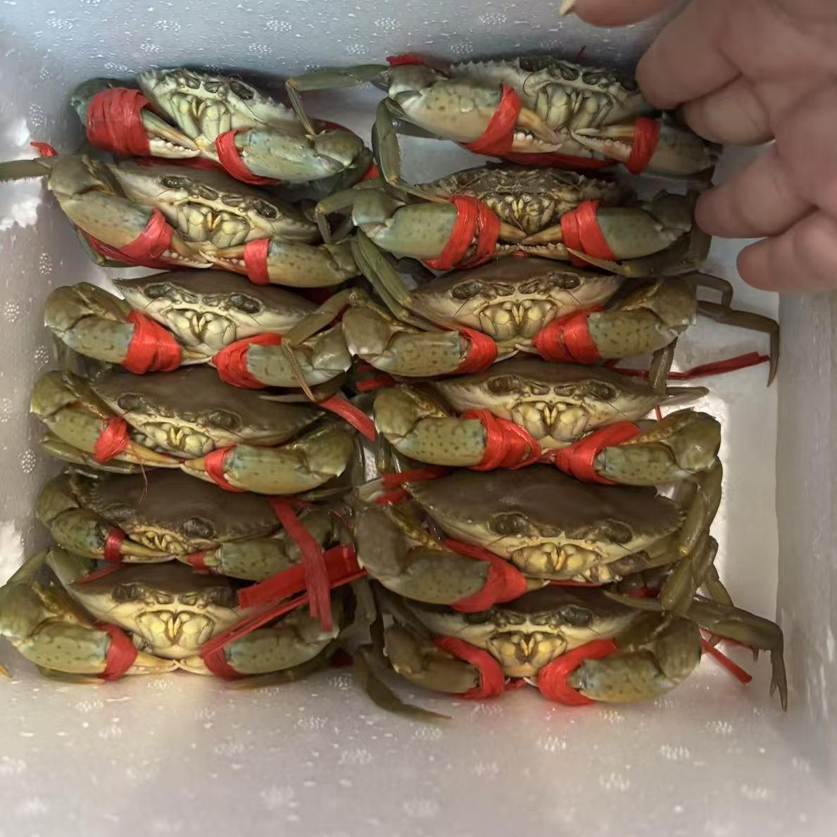 4只青蟹（本地鲟）88元