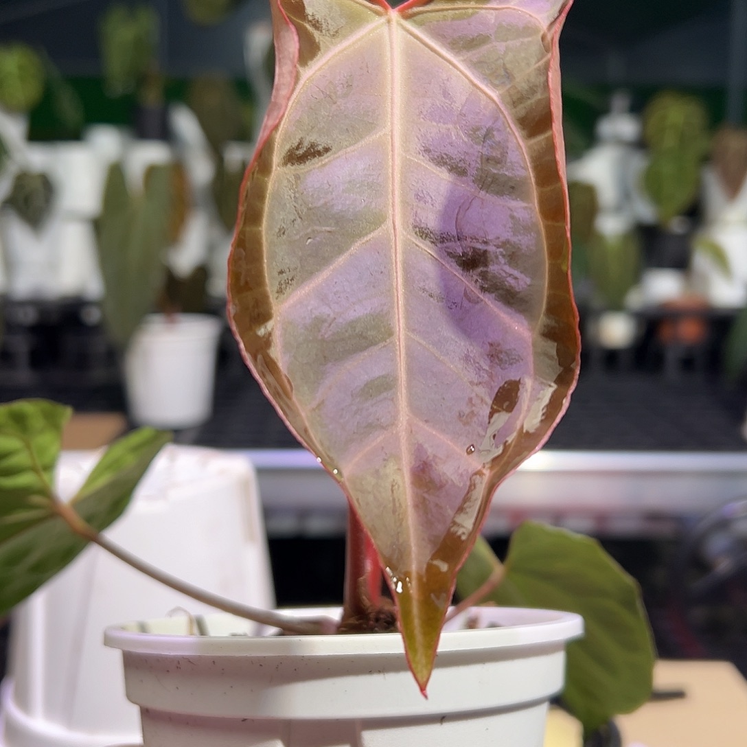 完全开放红水晶*贝斯