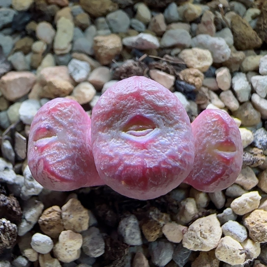 2-11-4-4当天满58包邮精品杂交多肉脱土