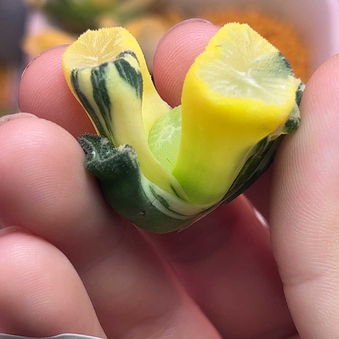 779花玲锦十二卷多肉植物