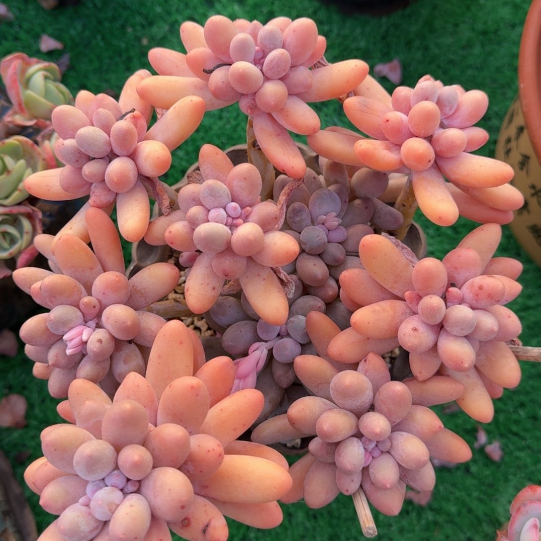 大叶汤圆老桩一物一拍