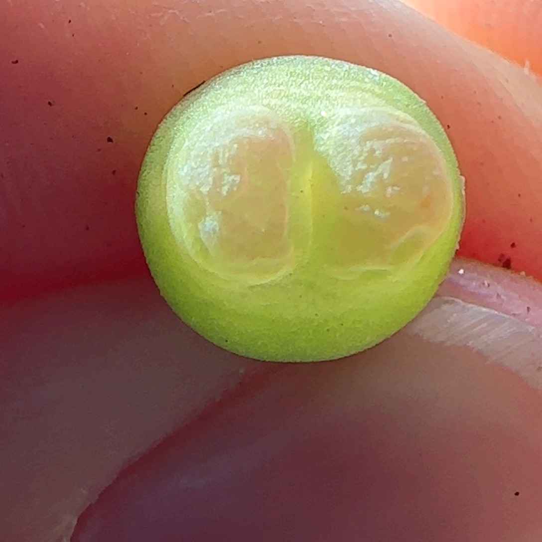 5.25.2/尺寸0.7/三年半控养登登/