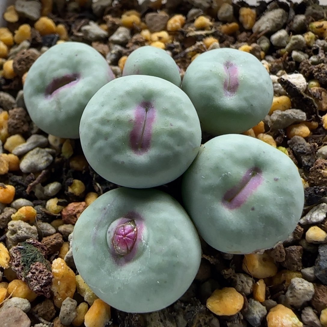 11-9-6-2当天满38包邮中大型泡泡窗厚嘴1.2脱土