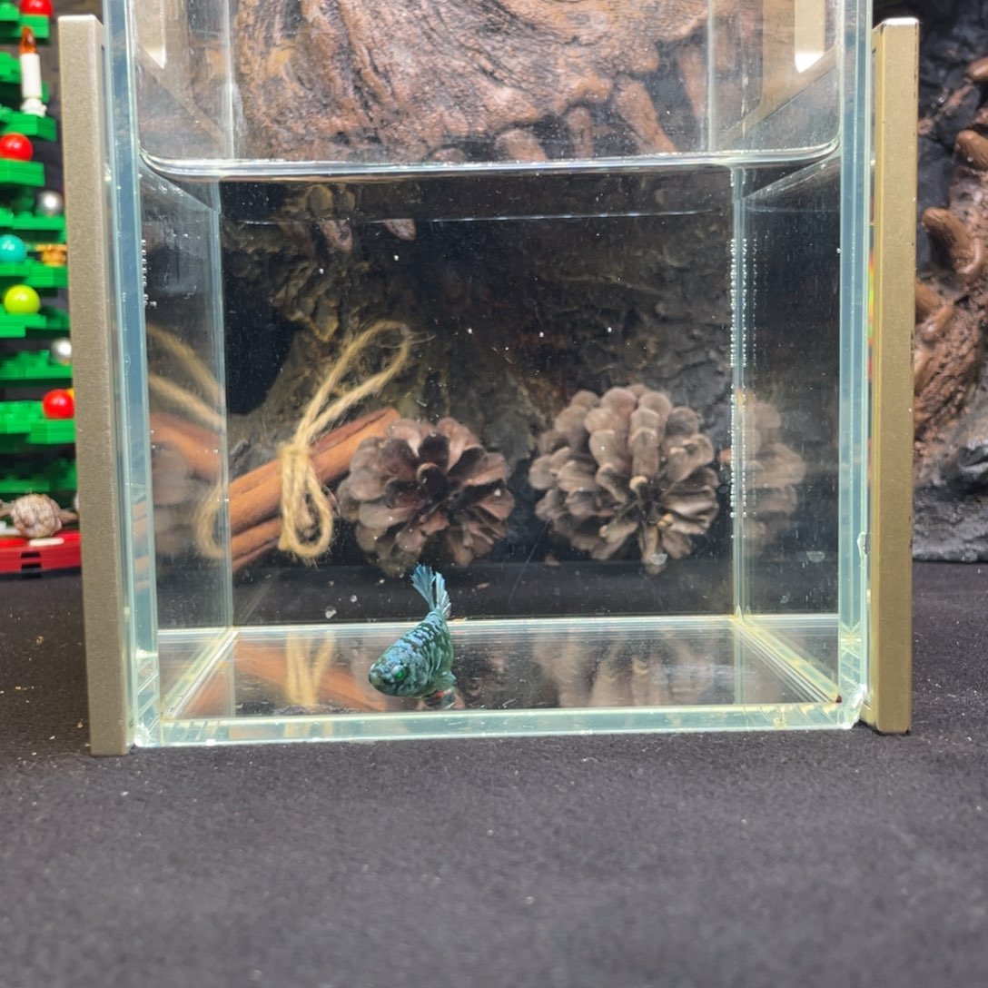 斗鱼十二月二十六日竞价