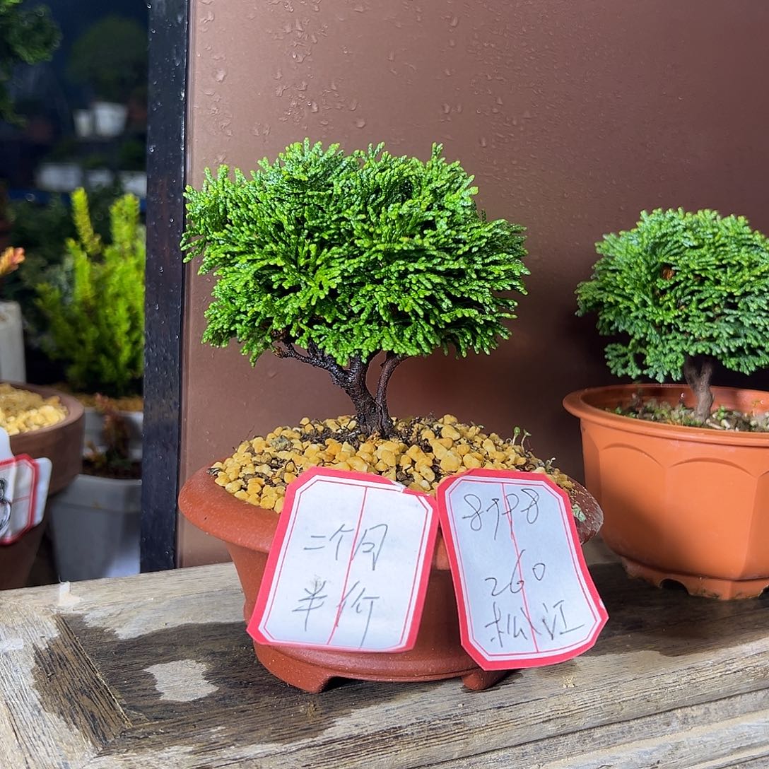 完全开放连山桧，四方柏，虾夷松，石化桧