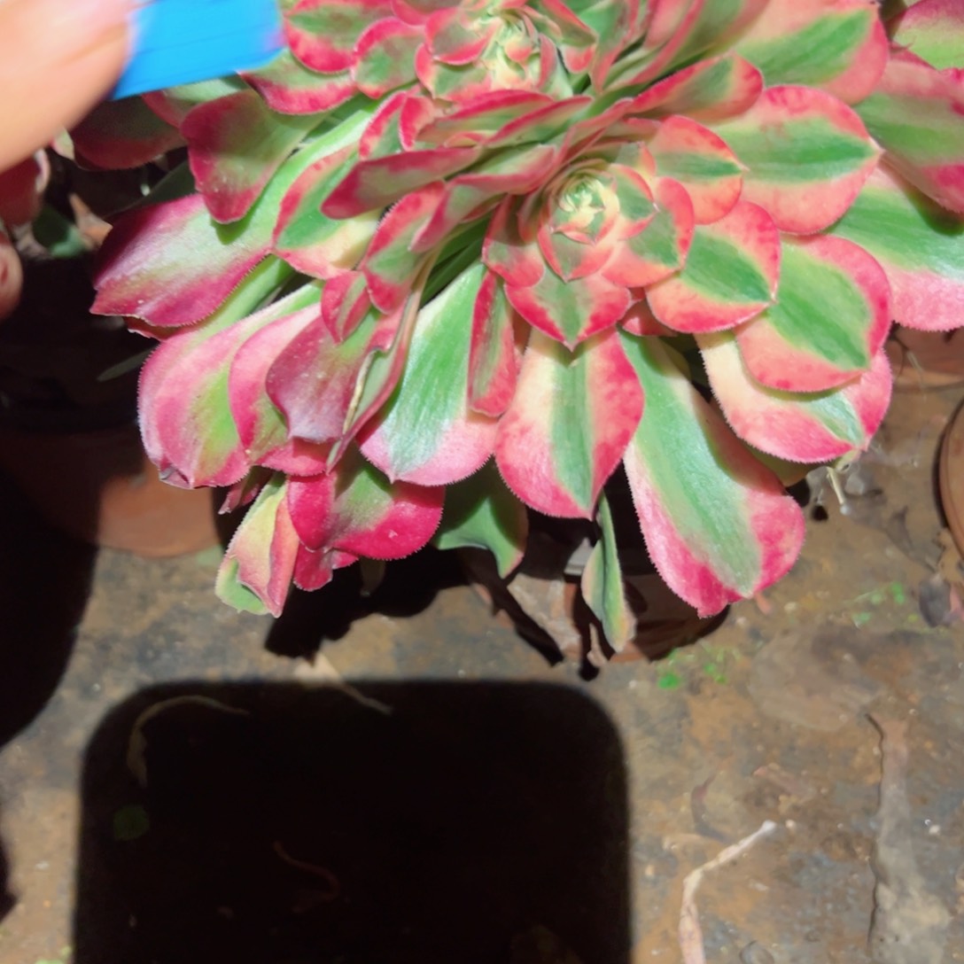 940 号多肉法师植物新年福利