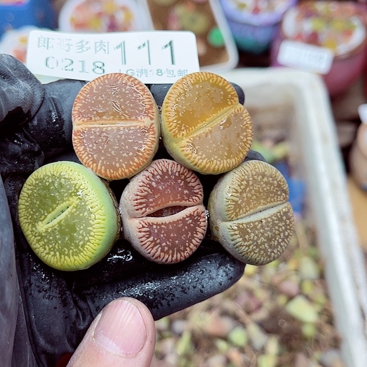 郎哥多肉生石花18-111