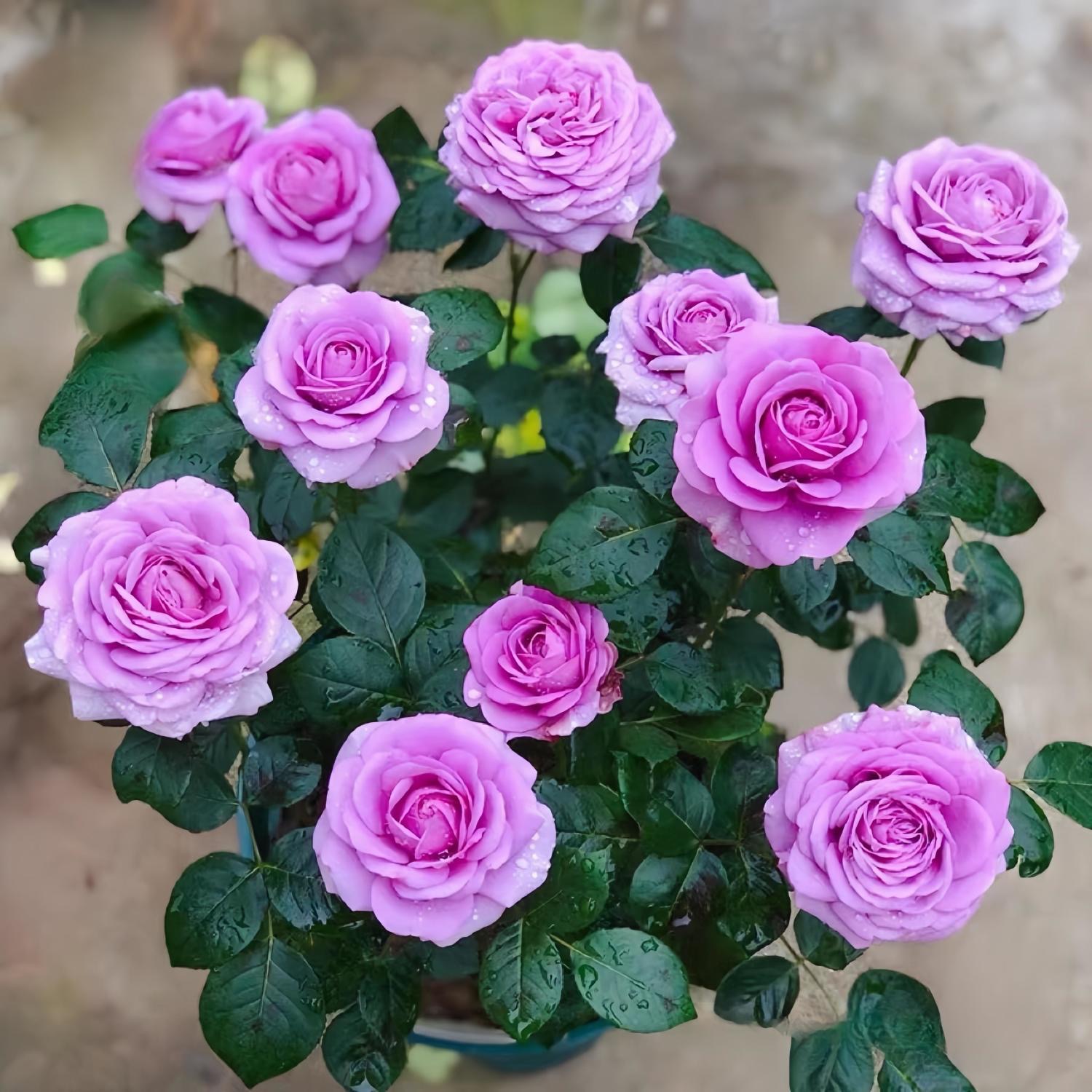 【水王星独颗】阳台庭院四季开花好养护花卉绿植月季盆栽