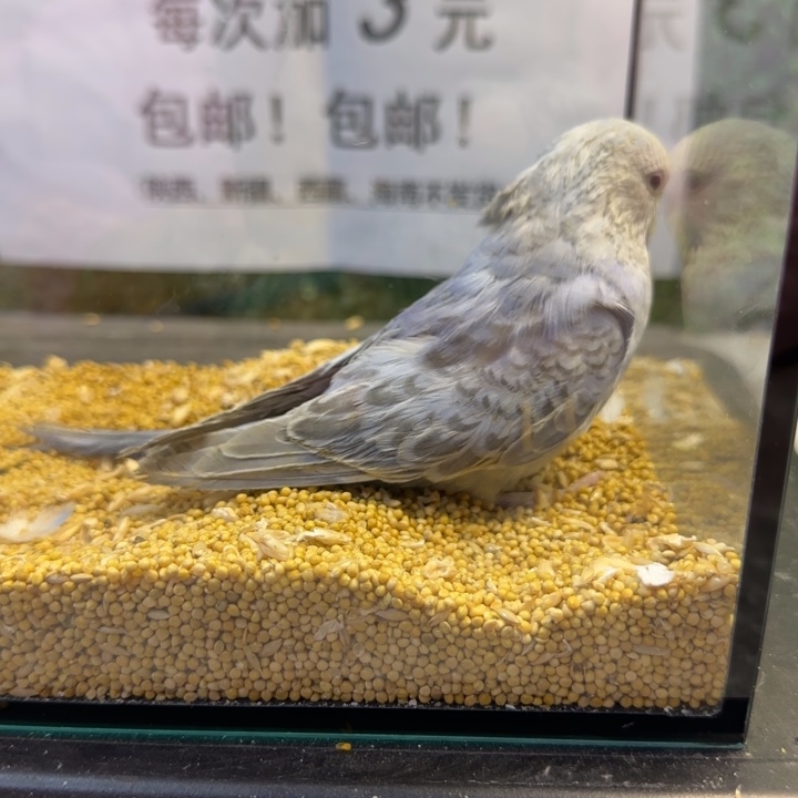 虎皮鹦鹉大头虎皮鹦鹉