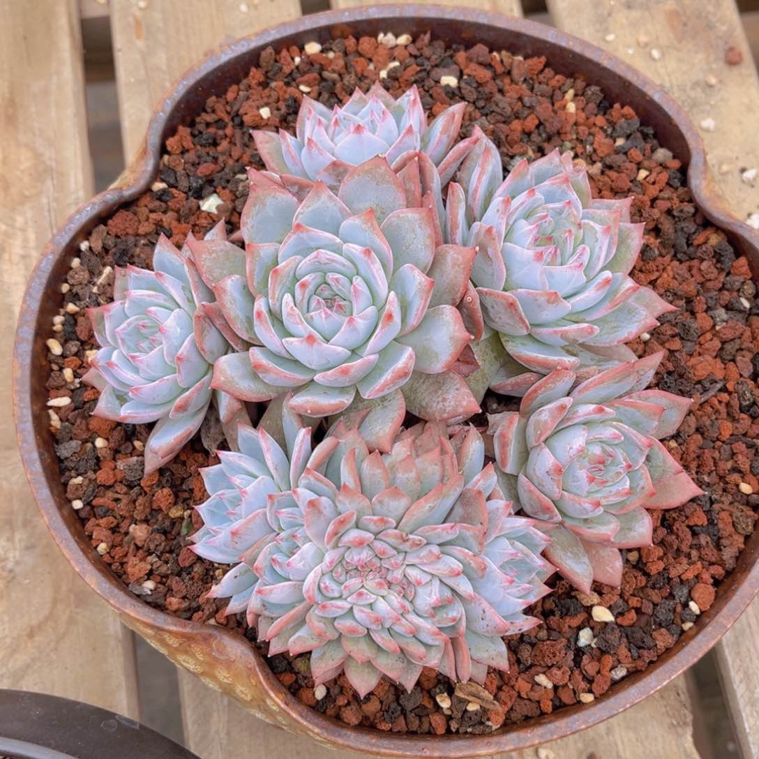 多肉植物的繁殖方式