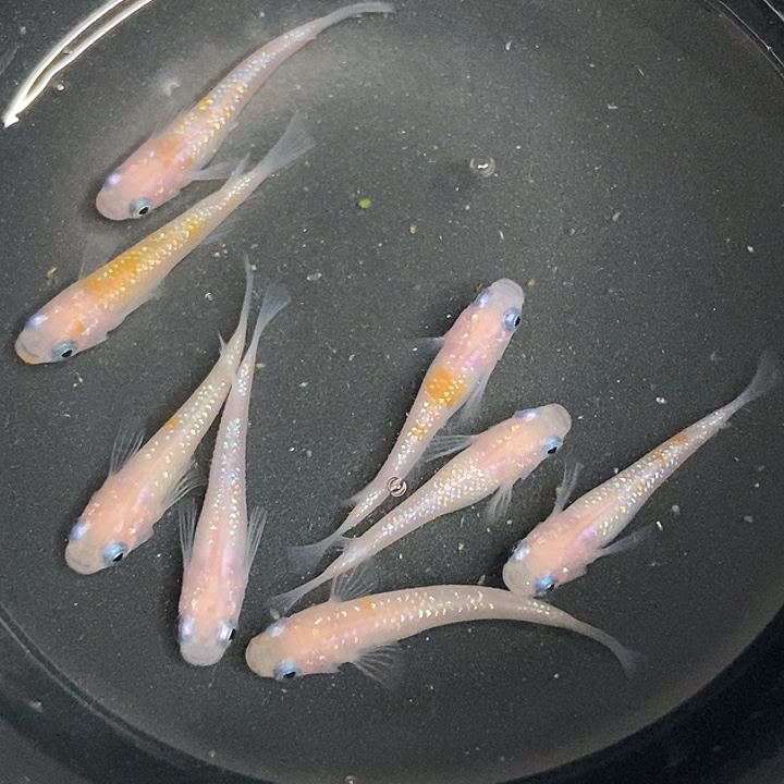 海水鱼墨子的鱼15号赤壁