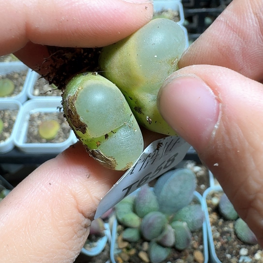 658盒多肉植物哇cv