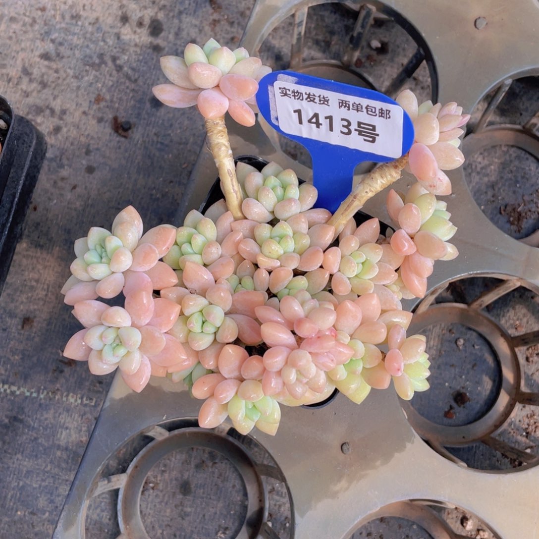 1413号 奶酪蛋糕老桩大群生一个m