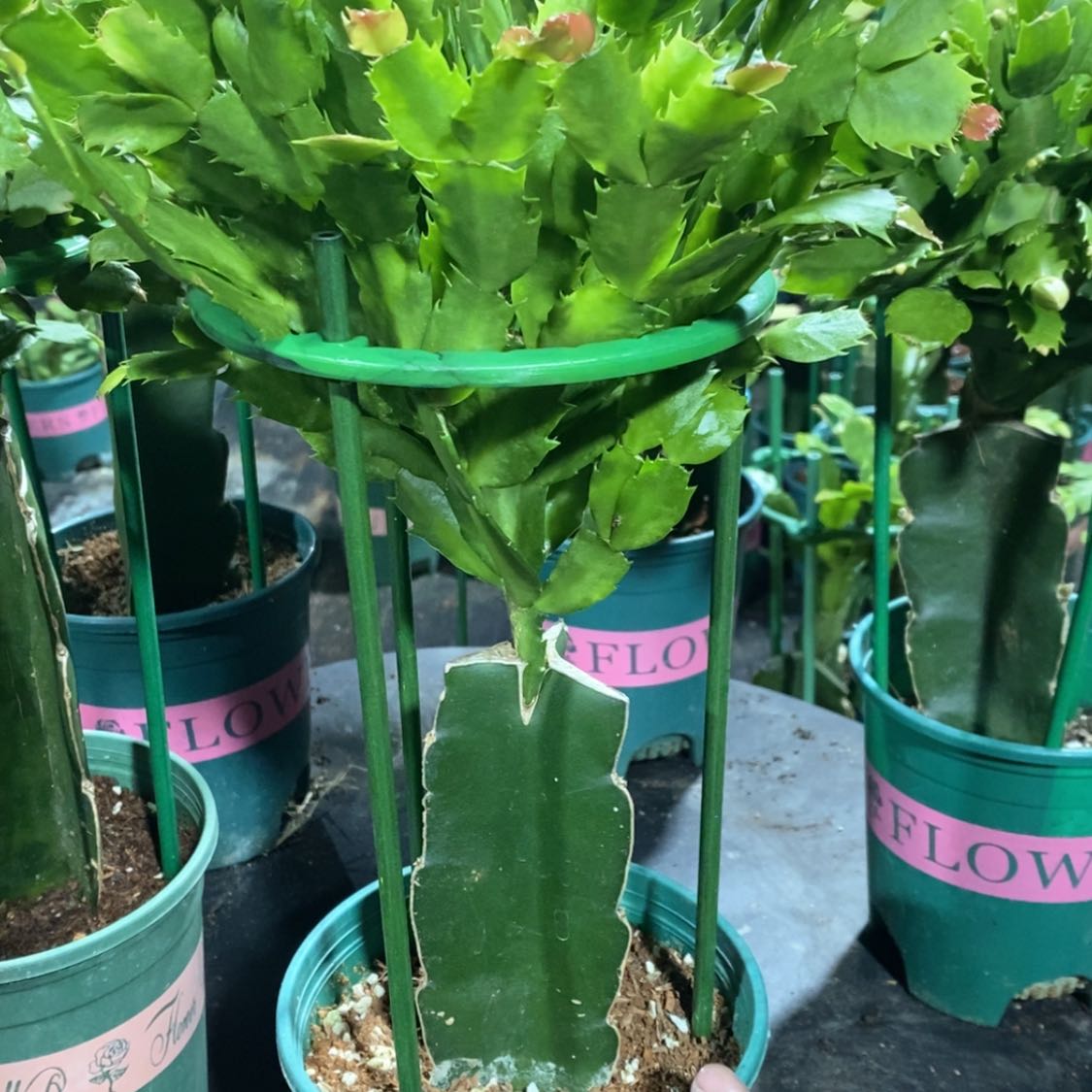 【闪购商品】完全开放五*943嫁接060