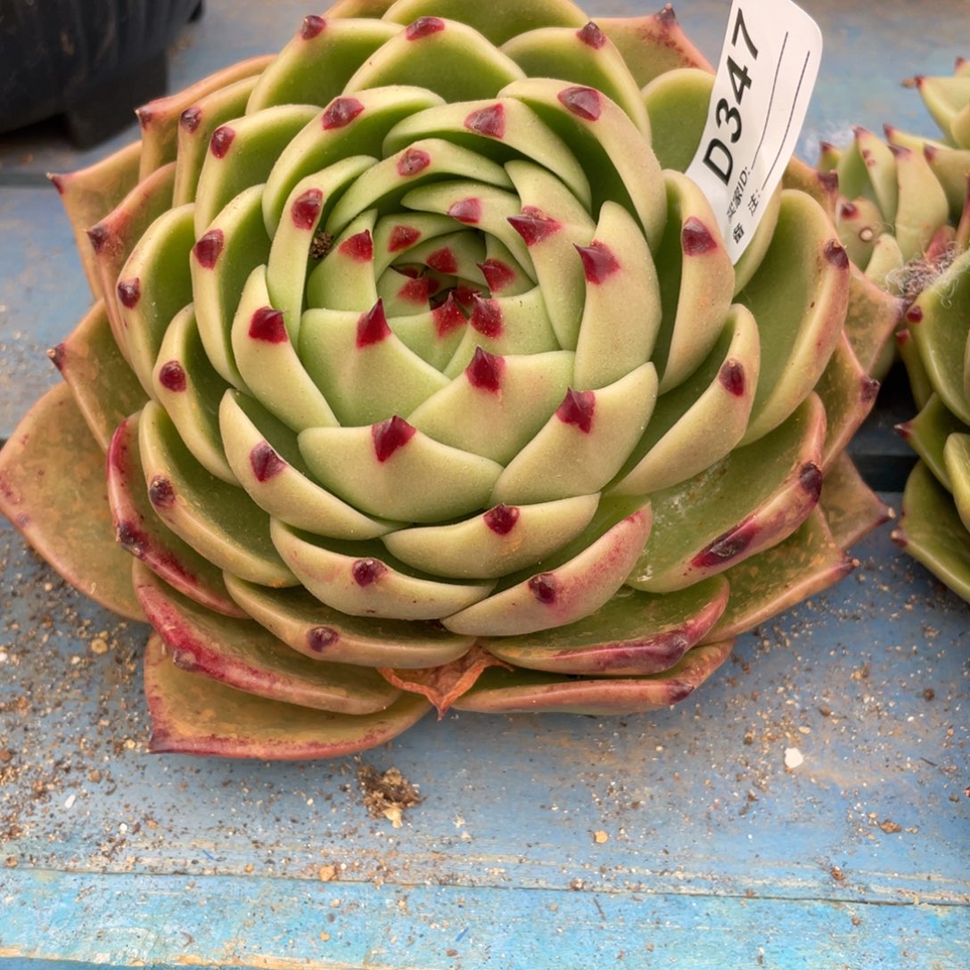 无花朵若如东云组拍D347