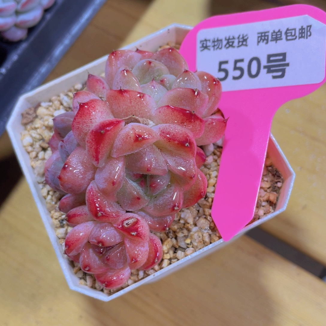 550号 丸叶全状态优选西施多头