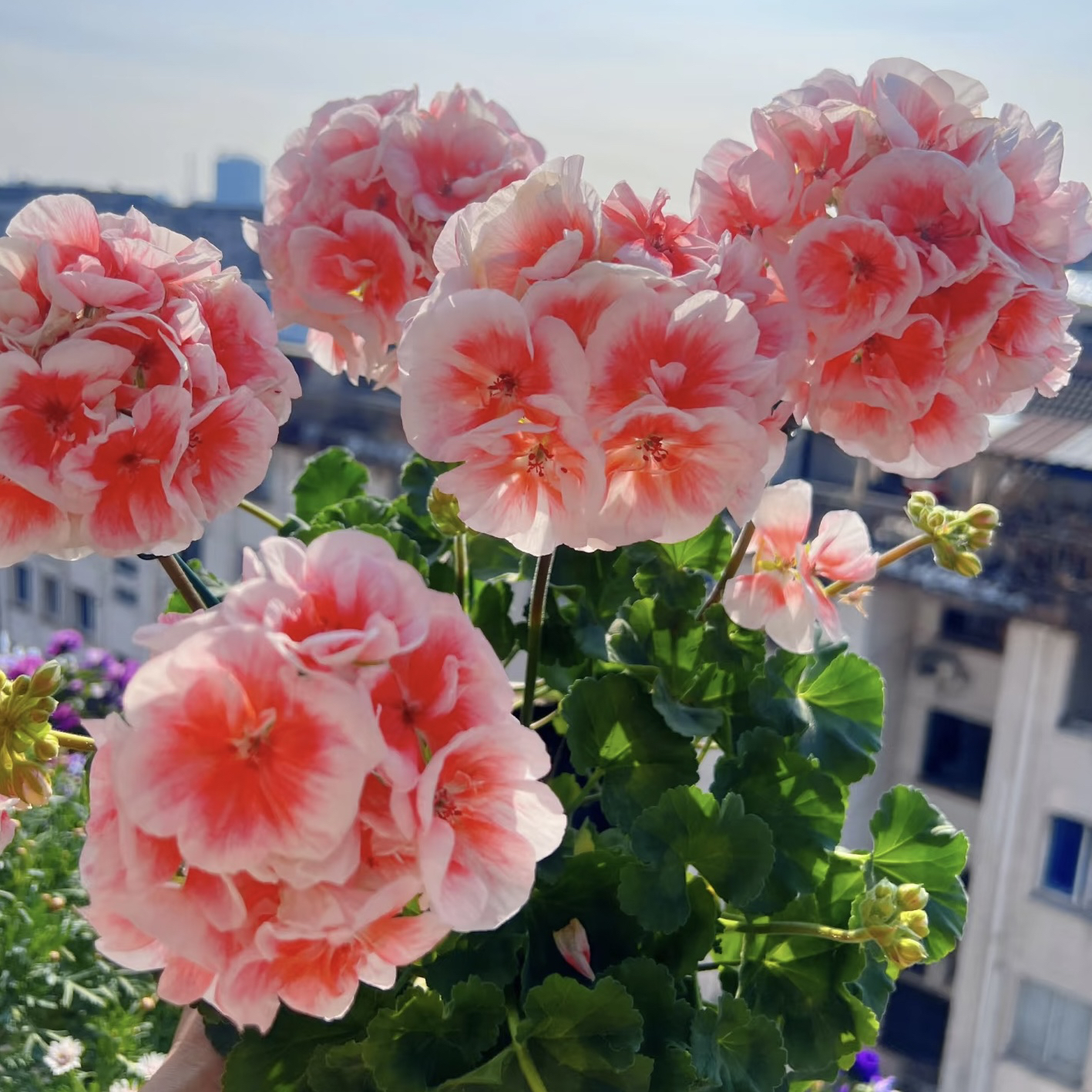 【皇后】直立-天竺葵包邮