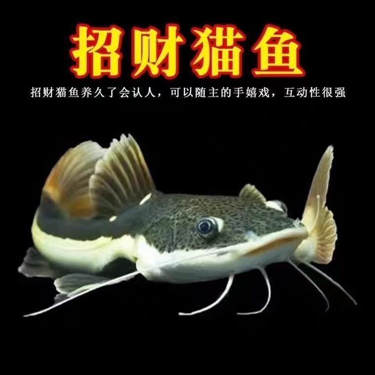招财猫鱼红尾鲶鱼大型热带鱼观赏鱼底层鱼活体鱼好养凶猛鱼包邮